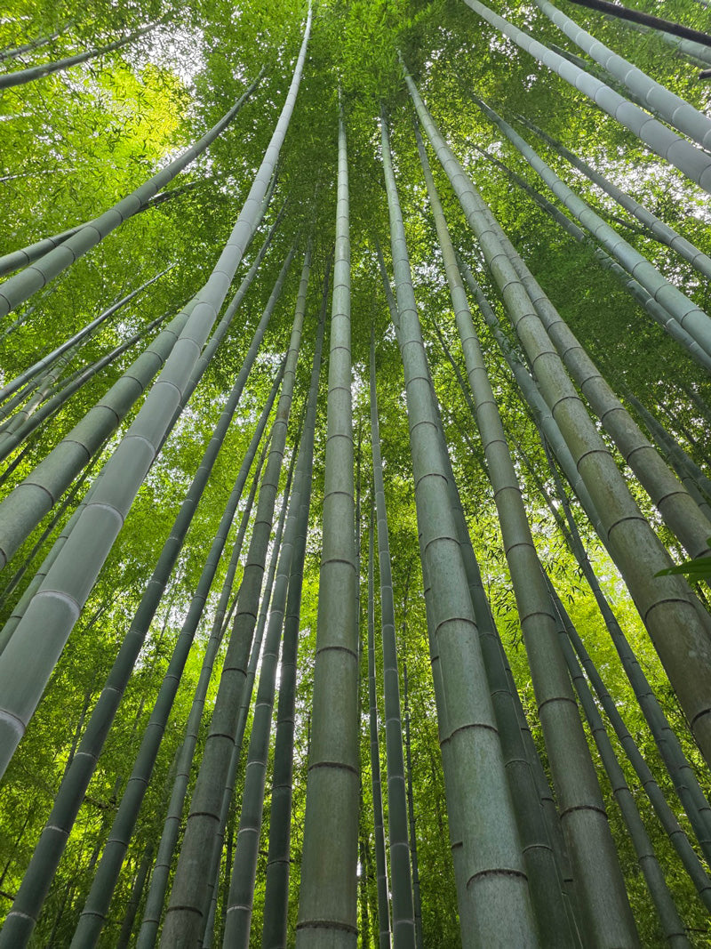 HOKOKU-JI , Kamakura.